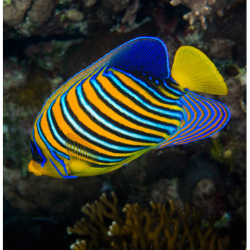 Pygoplites Diacanthus Océan Indien(mer rouge) 8-10 cm
